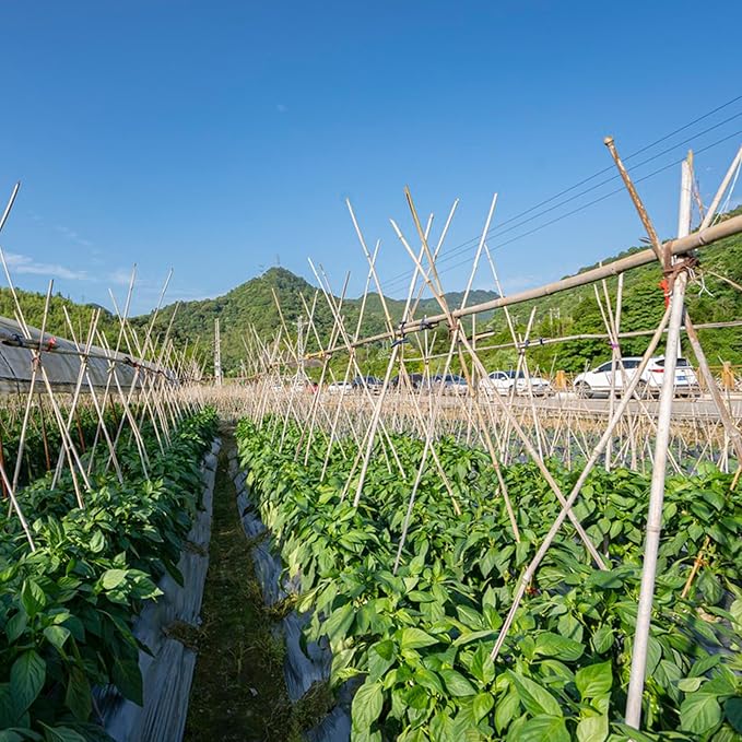 Plant Stakes, 4FT Natural Bamboo Garden Stakes, Bamboo Sticks